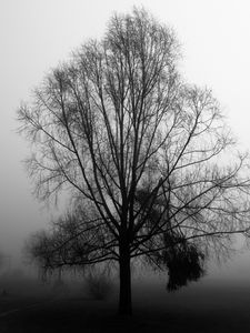 Preview wallpaper tree, branches, fog, haze, black and white