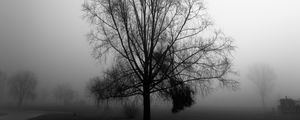 Preview wallpaper tree, branches, fog, haze, black and white