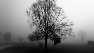 Preview wallpaper tree, branches, fog, haze, black and white