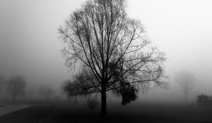 Preview wallpaper tree, branches, fog, haze, black and white