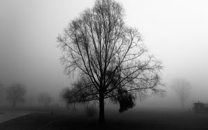Preview wallpaper tree, branches, fog, haze, black and white