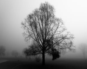 Preview wallpaper tree, branches, fog, haze, black and white