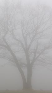 Preview wallpaper tree, branches, fog, haze, gloomy