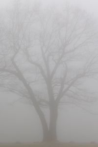 Preview wallpaper tree, branches, fog, haze, gloomy