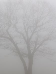 Preview wallpaper tree, branches, fog, haze, gloomy