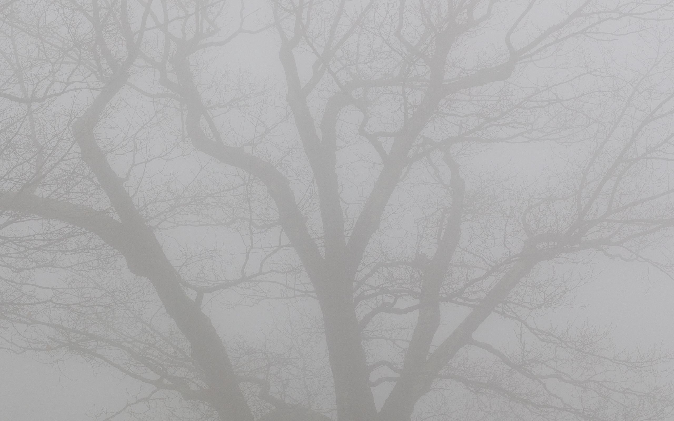 Download wallpaper 2560x1600 tree, branches, fog, haze, gloomy