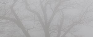 Preview wallpaper tree, branches, fog, haze, gloomy