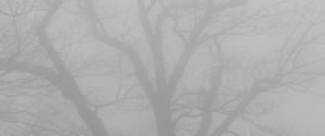 Preview wallpaper tree, branches, fog, haze, gloomy