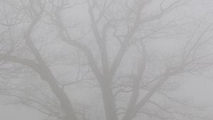 Preview wallpaper tree, branches, fog, haze, gloomy