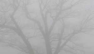 Preview wallpaper tree, branches, fog, haze, gloomy