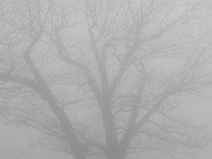 Preview wallpaper tree, branches, fog, haze, gloomy