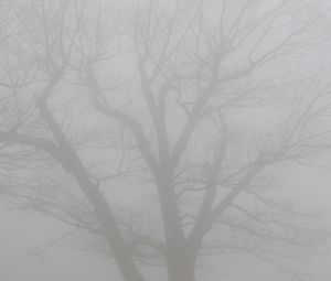 Preview wallpaper tree, branches, fog, haze, gloomy