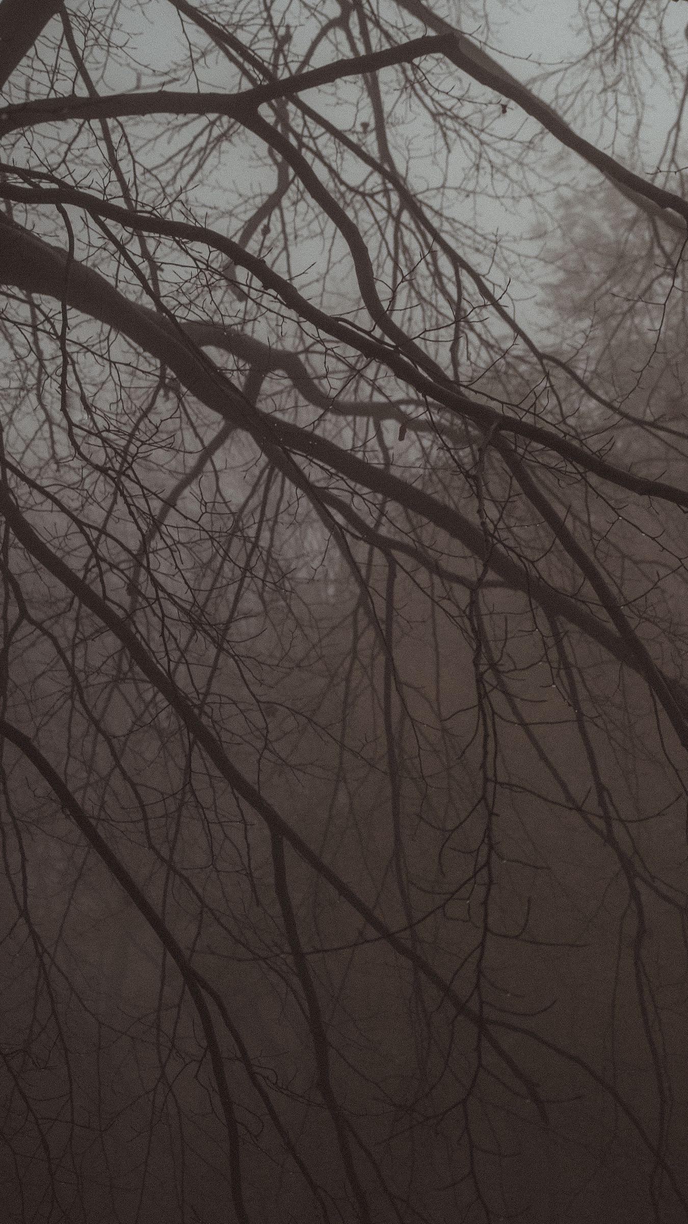 Download Wallpaper 1350x2400 Tree, Branches, Fog, Haze, Dark Iphone 8 