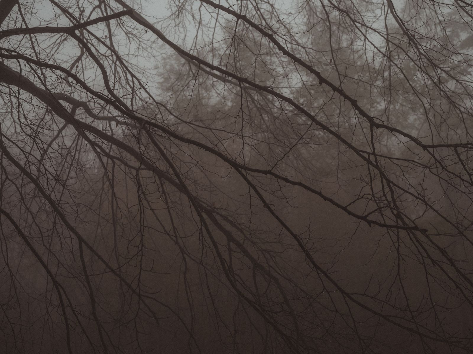 1600x1200 Wallpaper tree, branches, fog, haze, dark