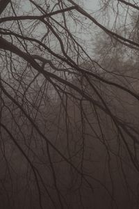 Preview wallpaper tree, branches, fog, haze, dark