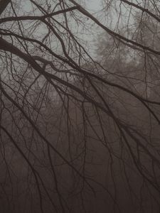 Preview wallpaper tree, branches, fog, haze, dark