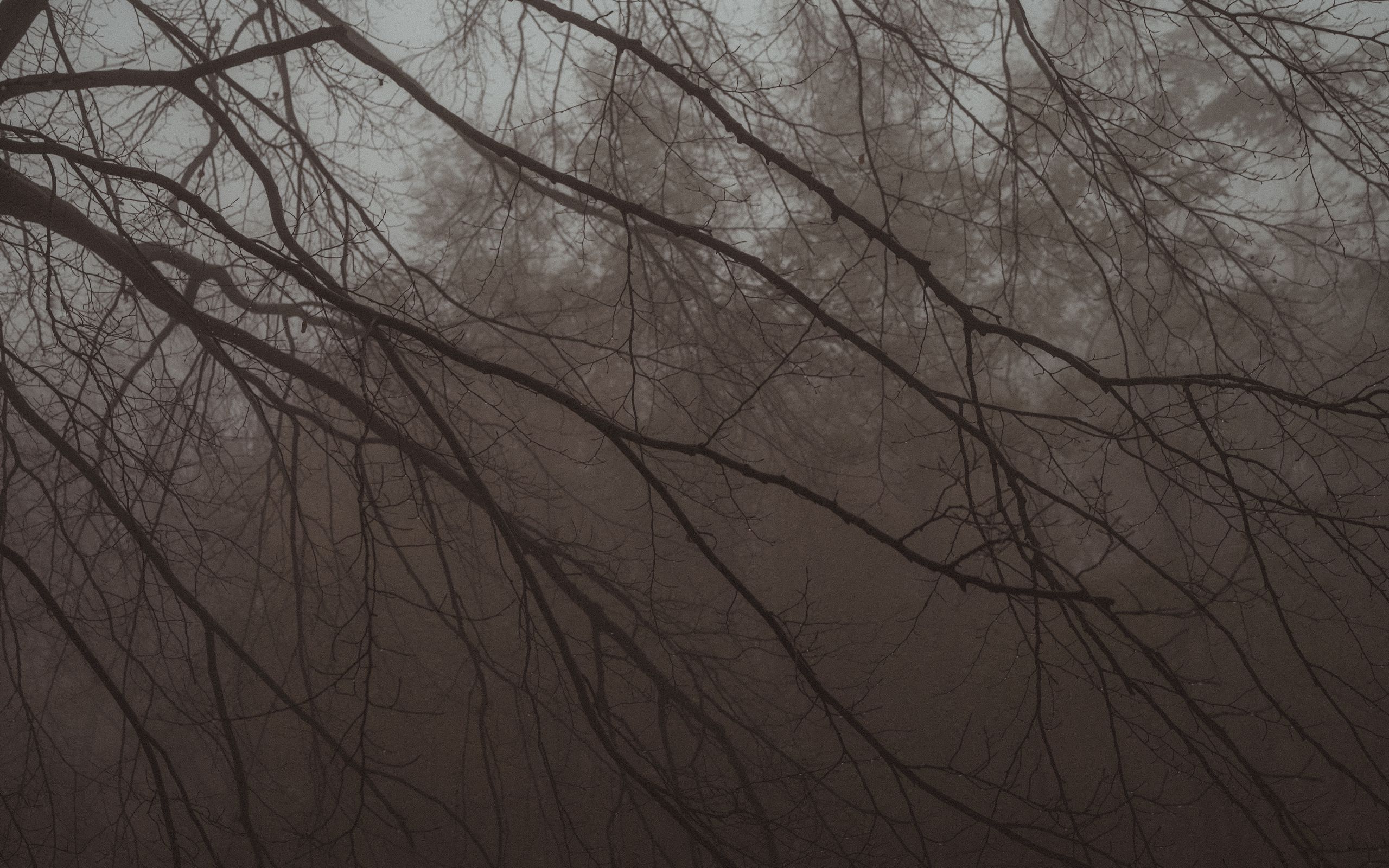 2560x1600 Wallpaper tree, branches, fog, haze, dark