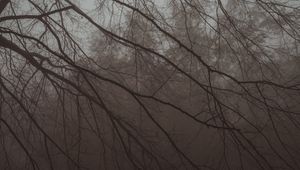 Preview wallpaper tree, branches, fog, haze, dark