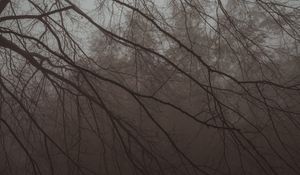 Preview wallpaper tree, branches, fog, haze, dark