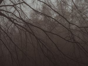 Preview wallpaper tree, branches, fog, haze, dark