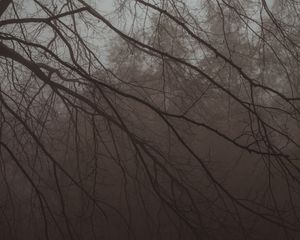 Preview wallpaper tree, branches, fog, haze, dark