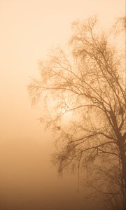 Preview wallpaper tree, branches, fog, mist