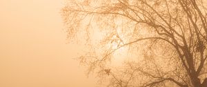 Preview wallpaper tree, branches, fog, mist