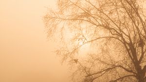Preview wallpaper tree, branches, fog, mist