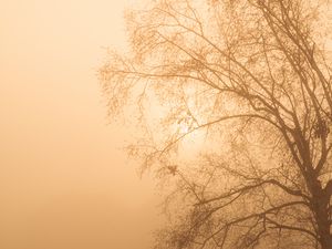 Preview wallpaper tree, branches, fog, mist