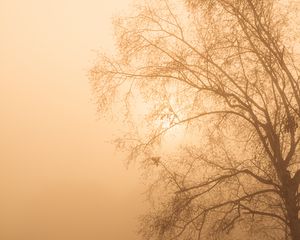 Preview wallpaper tree, branches, fog, mist