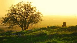 Preview wallpaper tree, branches, fog, morning, dawn, sun, awakening