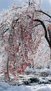 Preview wallpaper tree, branches, fruits, snow, ice