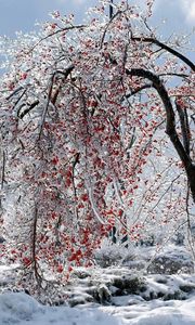 Preview wallpaper tree, branches, fruits, snow, ice