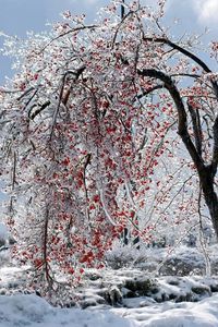 Preview wallpaper tree, branches, fruits, snow, ice