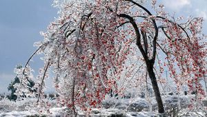 Preview wallpaper tree, branches, fruits, snow, ice