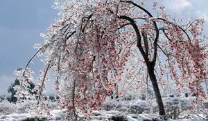 Preview wallpaper tree, branches, fruits, snow, ice