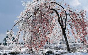 Preview wallpaper tree, branches, fruits, snow, ice