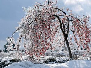 Preview wallpaper tree, branches, fruits, snow, ice