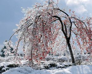 Preview wallpaper tree, branches, fruits, snow, ice