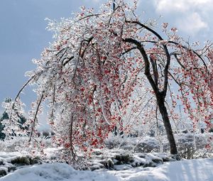 Preview wallpaper tree, branches, fruits, snow, ice