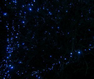 Preview wallpaper tree, branches, garland, light, blue, dark