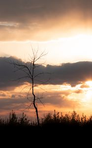 Preview wallpaper tree, branches, grass, silhouettes, clouds, twilight, nature