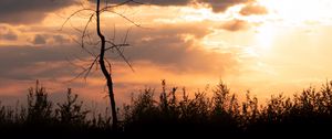 Preview wallpaper tree, branches, grass, silhouettes, clouds, twilight, nature