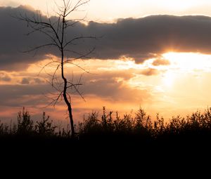 Preview wallpaper tree, branches, grass, silhouettes, clouds, twilight, nature