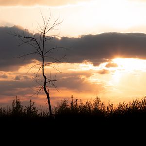 Preview wallpaper tree, branches, grass, silhouettes, clouds, twilight, nature