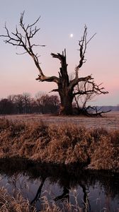 Preview wallpaper tree, branches, grass, dry, river, autumn