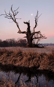 Preview wallpaper tree, branches, grass, dry, river, autumn