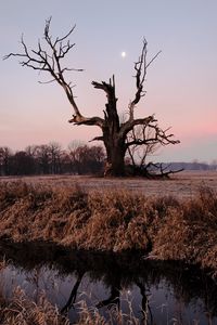 Preview wallpaper tree, branches, grass, dry, river, autumn