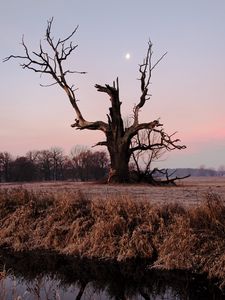 Preview wallpaper tree, branches, grass, dry, river, autumn