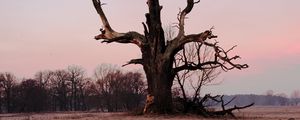 Preview wallpaper tree, branches, grass, dry, river, autumn